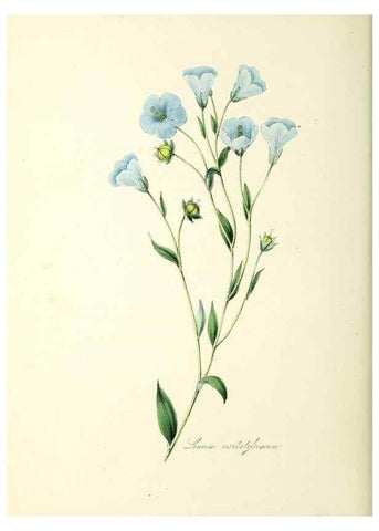 Reproducción/Reproduction 37260504614: Plantæ utiliores :. London :Whittaker & Co.,1842-1850.. 