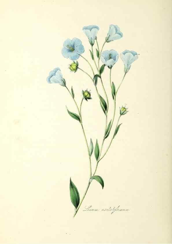 Reproducción/Reproduction 37260504614: Plantæ utiliores :. London :Whittaker & Co.,1842-1850.. 