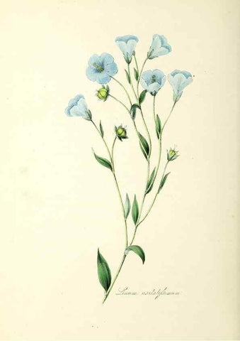 Reproducción/Reproduction 37260504614: Plantæ utiliores :. London :Whittaker & Co.,1842-1850.. 