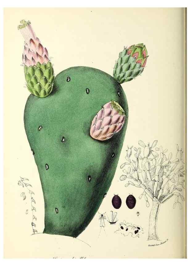 Reproducción/Reproduction 24119162438: Plantæ utiliores :. London :Whittaker & Co.,1842-1850.. 