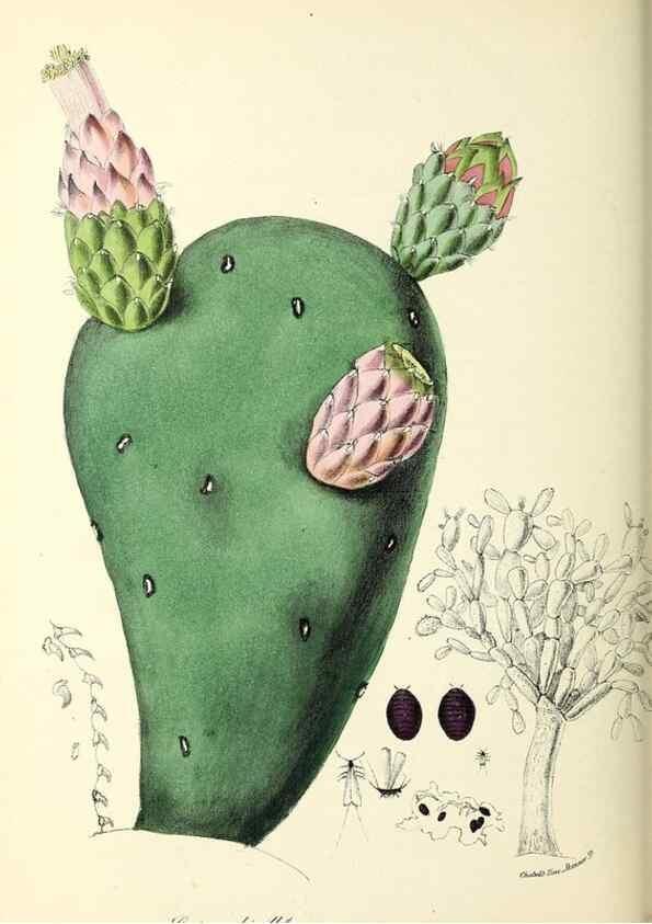 Reproducción/Reproduction 24119162438: Plantæ utiliores :. London :Whittaker & Co.,1842-1850.. 