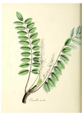 Reproducción/Reproduction 26194927839: Plantæ utiliores :. London :Whittaker & Co.,1842-1850.. 