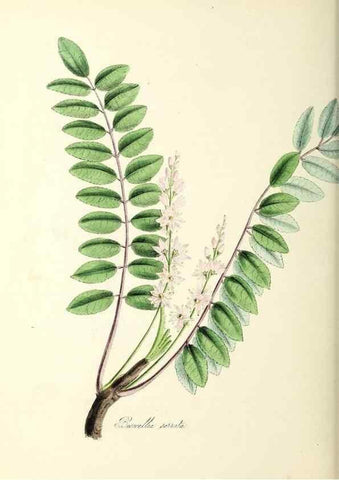 Reproducción/Reproduction 26194927839: Plantæ utiliores :. London :Whittaker & Co.,1842-1850.. 