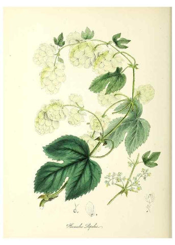 Reproducción/Reproduction 26194932829: Plantæ utiliores :. London :Whittaker & Co.,1842-1850.. 