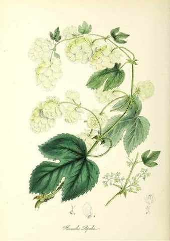 Reproducción/Reproduction 26194932829: Plantæ utiliores :. London :Whittaker & Co.,1842-1850.. 