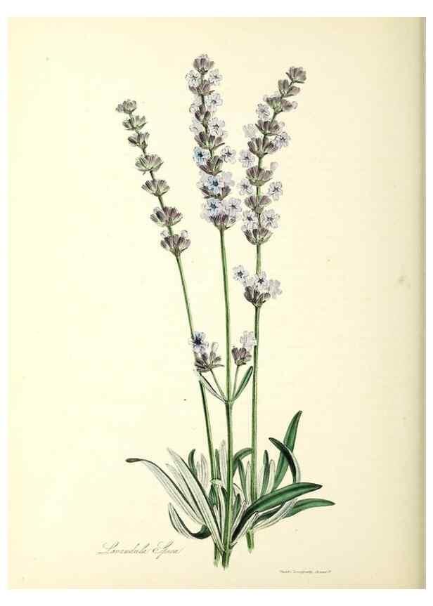 Reproducción/Reproduction 26194936419: Plantæ utiliores :. London :Whittaker & Co.,1842-1850.. 
