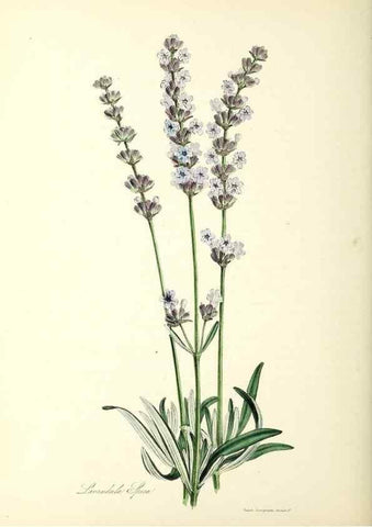 Reproducción/Reproduction 26194936419: Plantæ utiliores :. London :Whittaker & Co.,1842-1850.. 