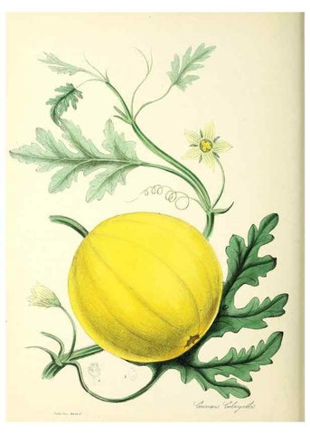 Reproducción/Reproduction 37916840626: Plantæ utiliores :. London :Whittaker & Co.,1842-1850.. 