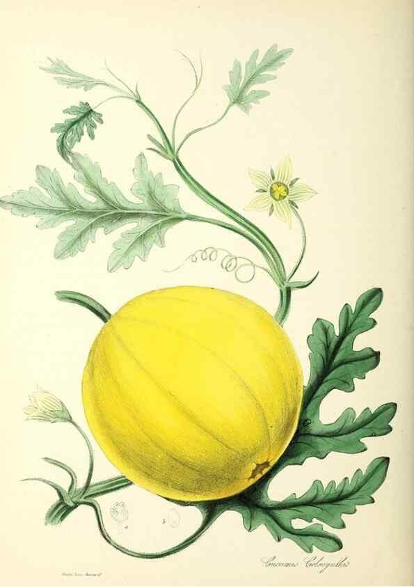 Reproducción/Reproduction 37916840626: Plantæ utiliores :. London :Whittaker & Co.,1842-1850.. 
