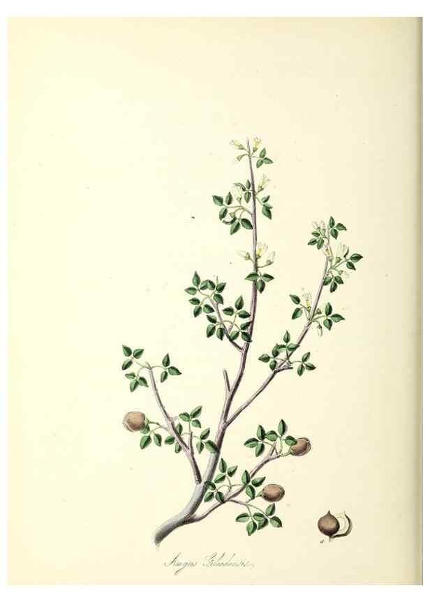 Reproducción/Reproduction 37916841506: Plantæ utiliores :. London :Whittaker & Co.,1842-1850.. 