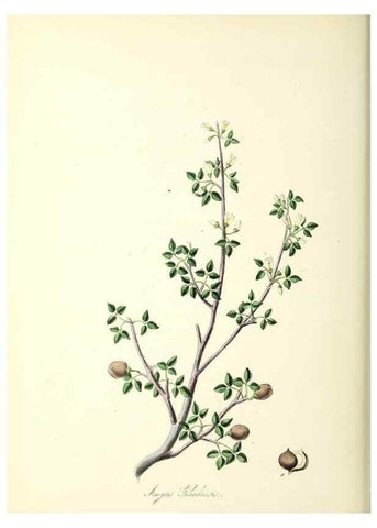 Reproducción/Reproduction 37916841506: Plantæ utiliores :. London :Whittaker & Co.,1842-1850.. 