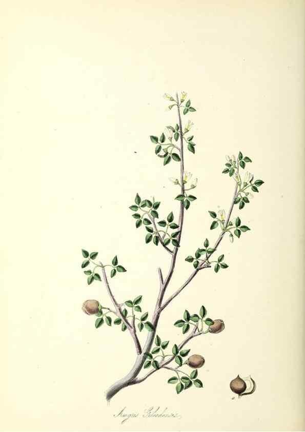 Reproducción/Reproduction 37916841506: Plantæ utiliores :. London :Whittaker & Co.,1842-1850.. 