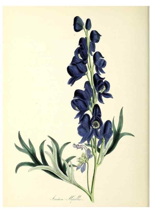 Reproducción/Reproduction 37916842546: Plantæ utiliores :. London :Whittaker & Co.,1842-1850.. 