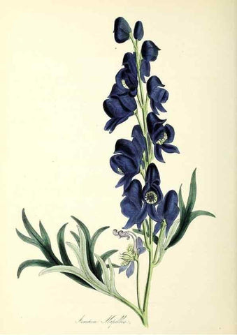 Reproducción/Reproduction 37916842546: Plantæ utiliores :. London :Whittaker & Co.,1842-1850.. 
