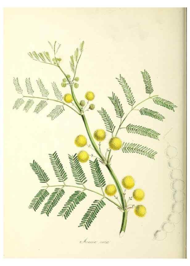 Reproducción/Reproduction 37916843856: Plantæ utiliores :. London :Whittaker & Co.,1842-1850.. 