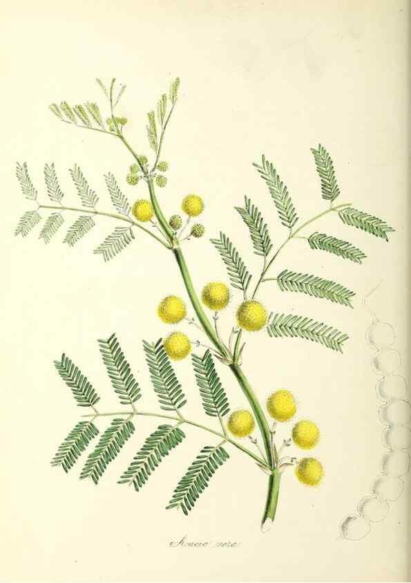 Reproducción/Reproduction 37916843856: Plantæ utiliores :. London :Whittaker & Co.,1842-1850.. 
