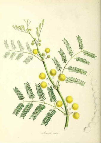 Reproducción/Reproduction 37916843856: Plantæ utiliores :. London :Whittaker & Co.,1842-1850.. 