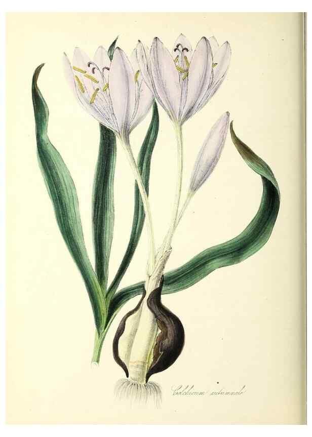 Reproducción/Reproduction 37916845126: Plantæ utiliores :. London :Whittaker & Co.,1842-1850.. 
