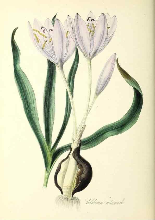 Reproducción/Reproduction 37916845126: Plantæ utiliores :. London :Whittaker & Co.,1842-1850.. 