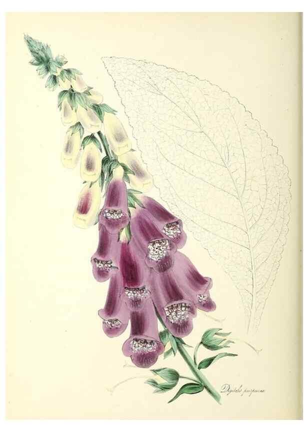 Reproducción/Reproduction 26194930209: Plantæ utiliores :. London :Whittaker & Co.,1842-1850.. 