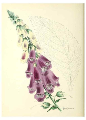 Reproducción/Reproduction 26194930209: Plantæ utiliores :. London :Whittaker & Co.,1842-1850.. 