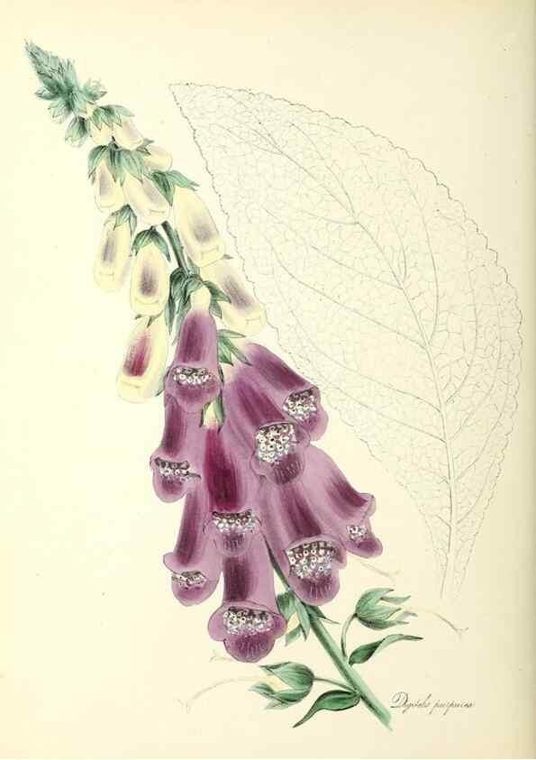 Reproducción/Reproduction 26194930209: Plantæ utiliores :. London :Whittaker & Co.,1842-1850.. 