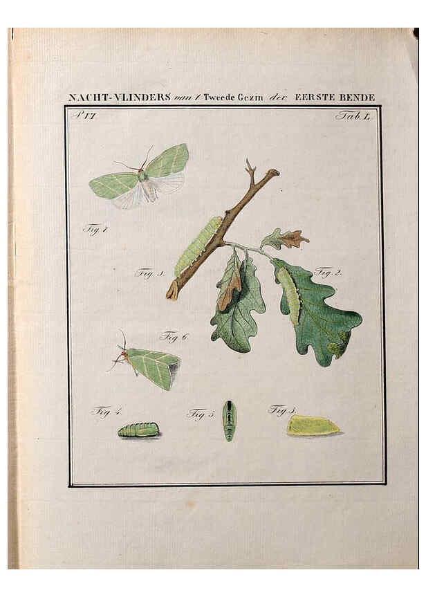 Reproducción/Reproduction 36912826264: Beschouwing der wonderen Gods :. Amsterdam :J.C. Sepp,[1762-1860]. 