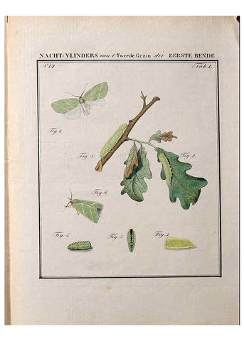 Reproducción/Reproduction 36912826264: Beschouwing der wonderen Gods :. Amsterdam :J.C. Sepp,[1762-1860]. 