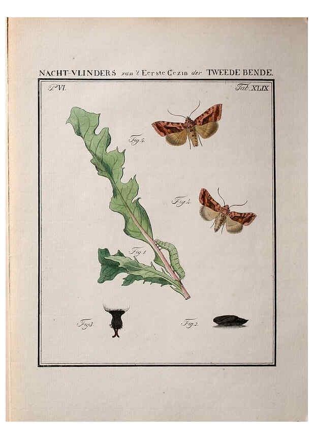 Reproducción/Reproduction 36912824124: Beschouwing der wonderen Gods :. Amsterdam :J.C. Sepp,[1762-1860]. 