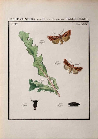 Reproducción/Reproduction 36912824124: Beschouwing der wonderen Gods :. Amsterdam :J.C. Sepp,[1762-1860]. 