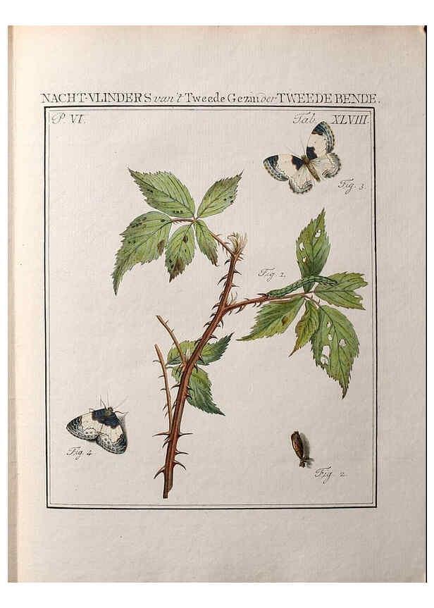 Reproducción/Reproduction 37623490151: Beschouwing der wonderen Gods :. Amsterdam :J.C. Sepp,[1762-1860]. 