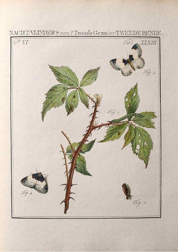 Reproducción/Reproduction 37623490151: Beschouwing der wonderen Gods :. Amsterdam :J.C. Sepp,[1762-1860]. 