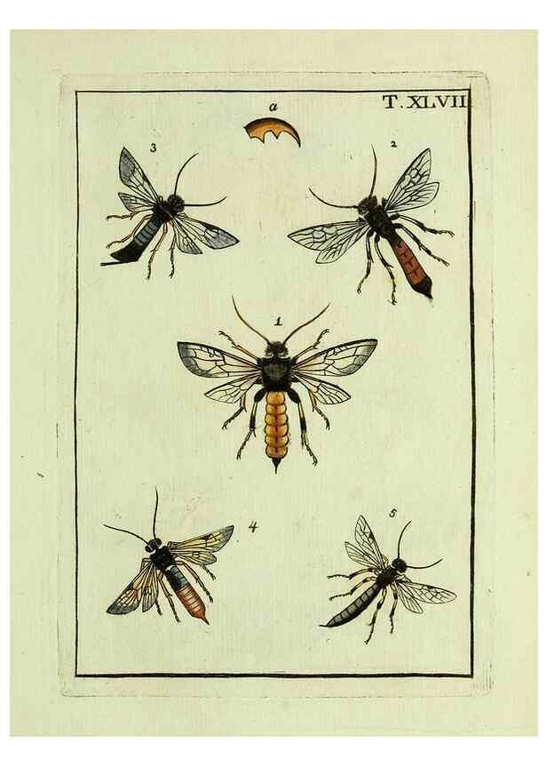 Reproducción/Reproduction 37570444196: Naturgeschichte, Klassification und Nomenclatur der Insekten vom Bienen, Wespen und Ameisengeschlecht :. Frankfurt am Main :in der Hermannischen Buchhandlung,1791.. 