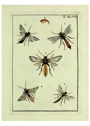 Reproducción/Reproduction 37570444196: Naturgeschichte, Klassification und Nomenclatur der Insekten vom Bienen, Wespen und Ameisengeschlecht :. Frankfurt am Main :in der Hermannischen Buchhandlung,1791.. 