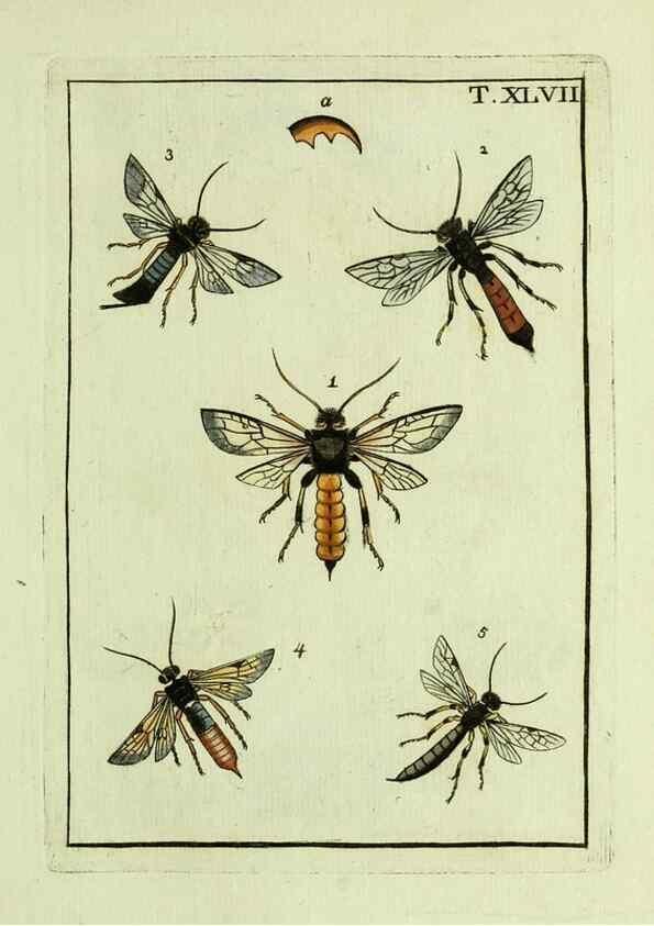 Reproducción/Reproduction 37570444196: Naturgeschichte, Klassification und Nomenclatur der Insekten vom Bienen, Wespen und Ameisengeschlecht :. Frankfurt am Main :in der Hermannischen Buchhandlung,1791.. 