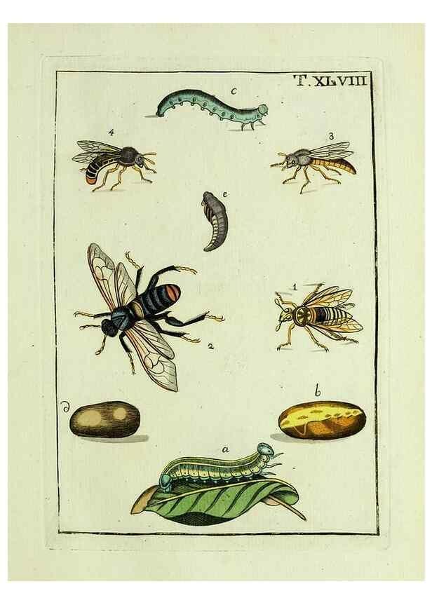Reproducción/Reproduction 37570446186: Naturgeschichte, Klassification und Nomenclatur der Insekten vom Bienen, Wespen und Ameisengeschlecht :. Frankfurt am Main :in der Hermannischen Buchhandlung,1791.. 