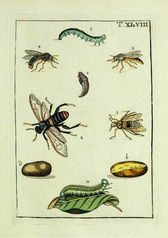 Reproducción/Reproduction 37570446186: Naturgeschichte, Klassification und Nomenclatur der Insekten vom Bienen, Wespen und Ameisengeschlecht :. Frankfurt am Main :in der Hermannischen Buchhandlung,1791.. 