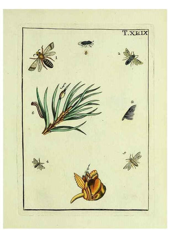 Reproducción/Reproduction 37570449086: Naturgeschichte, Klassification und Nomenclatur der Insekten vom Bienen, Wespen und Ameisengeschlecht :. Frankfurt am Main :in der Hermannischen Buchhandlung,1791.. 