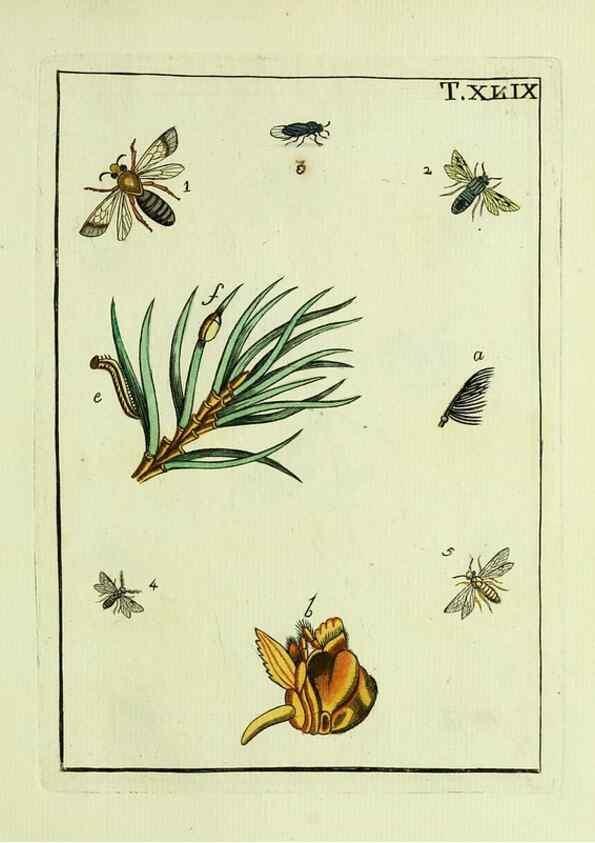 Reproducción/Reproduction 37570449086: Naturgeschichte, Klassification und Nomenclatur der Insekten vom Bienen, Wespen und Ameisengeschlecht :. Frankfurt am Main :in der Hermannischen Buchhandlung,1791.. 