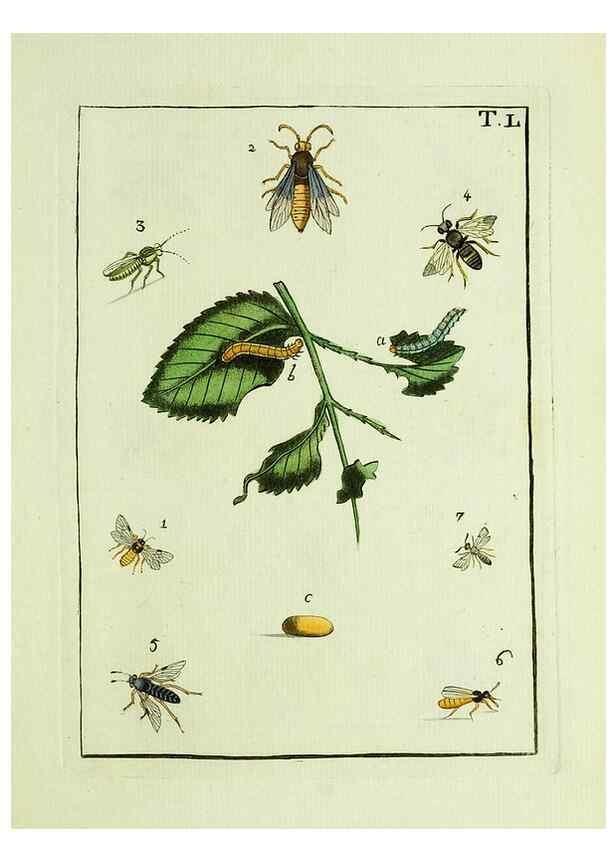 Reproducción/Reproduction 37586901362: Naturgeschichte, Klassification und Nomenclatur der Insekten vom Bienen, Wespen und Ameisengeschlecht :. Frankfurt am Main :in der Hermannischen Buchhandlung,1791.. 