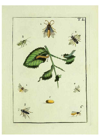 Reproducción/Reproduction 37586901362: Naturgeschichte, Klassification und Nomenclatur der Insekten vom Bienen, Wespen und Ameisengeschlecht :. Frankfurt am Main :in der Hermannischen Buchhandlung,1791.. 