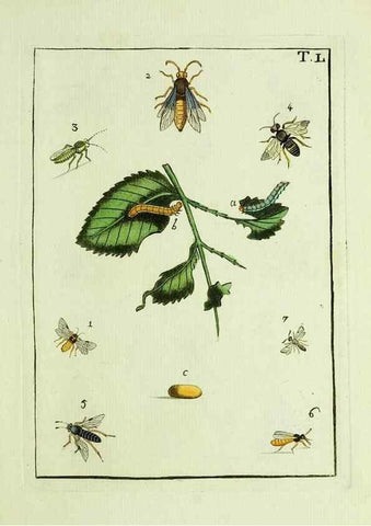 Reproducción/Reproduction 37586901362: Naturgeschichte, Klassification und Nomenclatur der Insekten vom Bienen, Wespen und Ameisengeschlecht :. Frankfurt am Main :in der Hermannischen Buchhandlung,1791.. 