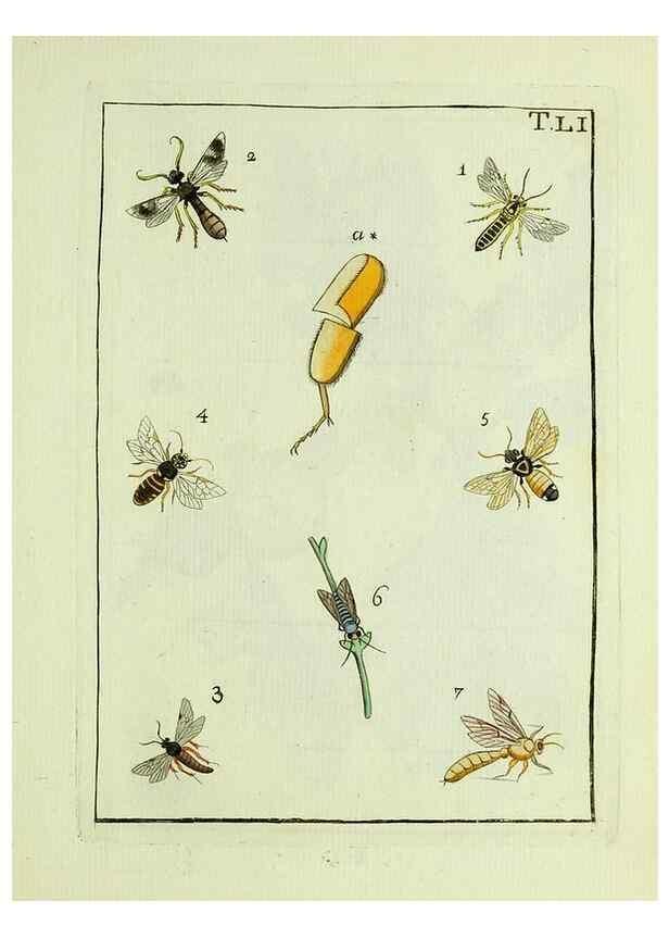 Reproducción/Reproduction 37586901942: Naturgeschichte, Klassification und Nomenclatur der Insekten vom Bienen, Wespen und Ameisengeschlecht :. Frankfurt am Main :in der Hermannischen Buchhandlung,1791.. 