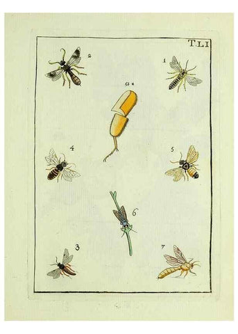 Reproducción/Reproduction 37586901942: Naturgeschichte, Klassification und Nomenclatur der Insekten vom Bienen, Wespen und Ameisengeschlecht :. Frankfurt am Main :in der Hermannischen Buchhandlung,1791.. 