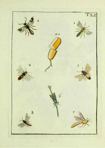 Reproducción/Reproduction 37586901942: Naturgeschichte, Klassification und Nomenclatur der Insekten vom Bienen, Wespen und Ameisengeschlecht :. Frankfurt am Main :in der Hermannischen Buchhandlung,1791.. 