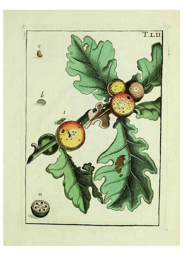 Reproducción/Reproduction 37586902352: Naturgeschichte, Klassification und Nomenclatur der Insekten vom Bienen, Wespen und Ameisengeschlecht :. Frankfurt am Main :in der Hermannischen Buchhandlung,1791.. 