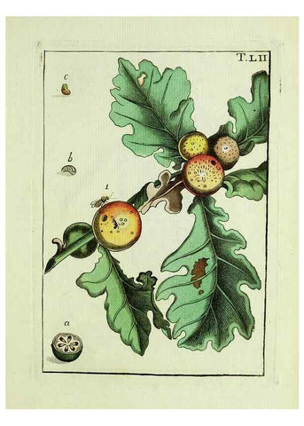 Reproducción/Reproduction 37586902352: Naturgeschichte, Klassification und Nomenclatur der Insekten vom Bienen, Wespen und Ameisengeschlecht :. Frankfurt am Main :in der Hermannischen Buchhandlung,1791.. 