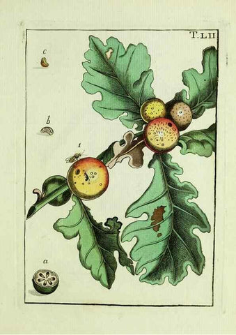 Reproducción/Reproduction 37586902352: Naturgeschichte, Klassification und Nomenclatur der Insekten vom Bienen, Wespen und Ameisengeschlecht :. Frankfurt am Main :in der Hermannischen Buchhandlung,1791.. 