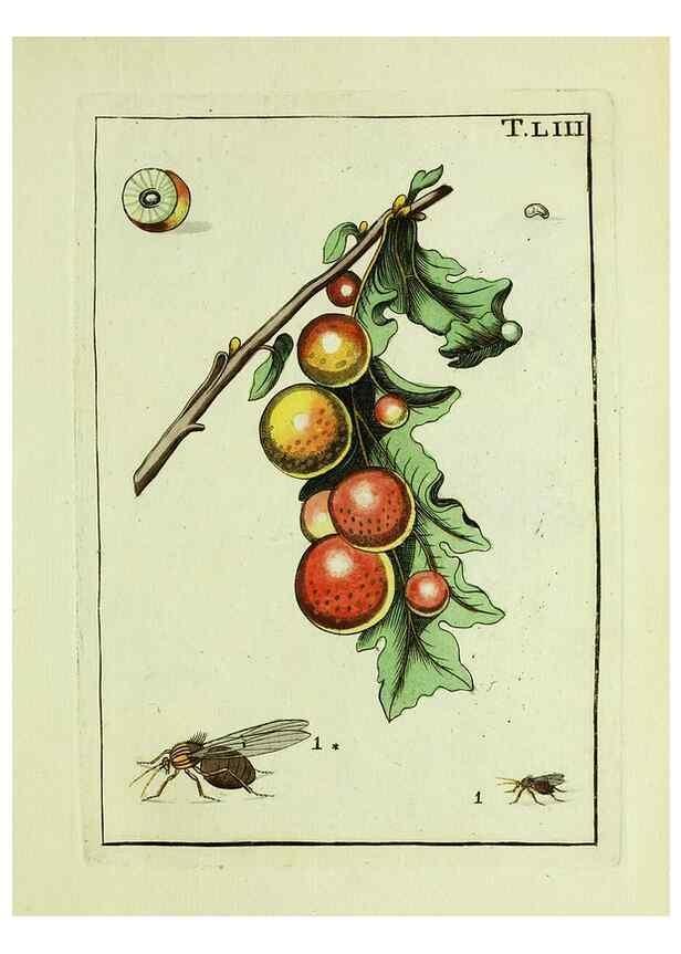 Reproducción/Reproduction 37586902612: Naturgeschichte, Klassification und Nomenclatur der Insekten vom Bienen, Wespen und Ameisengeschlecht :. Frankfurt am Main :in der Hermannischen Buchhandlung,1791.. 