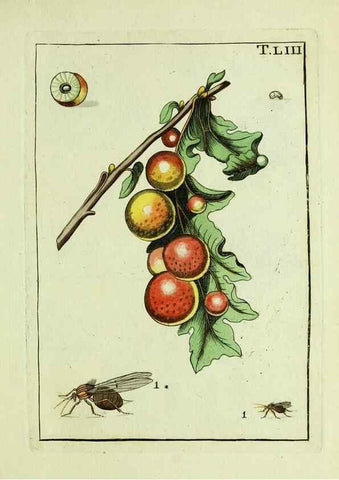 Reproducción/Reproduction 37586902612: Naturgeschichte, Klassification und Nomenclatur der Insekten vom Bienen, Wespen und Ameisengeschlecht :. Frankfurt am Main :in der Hermannischen Buchhandlung,1791.. 
